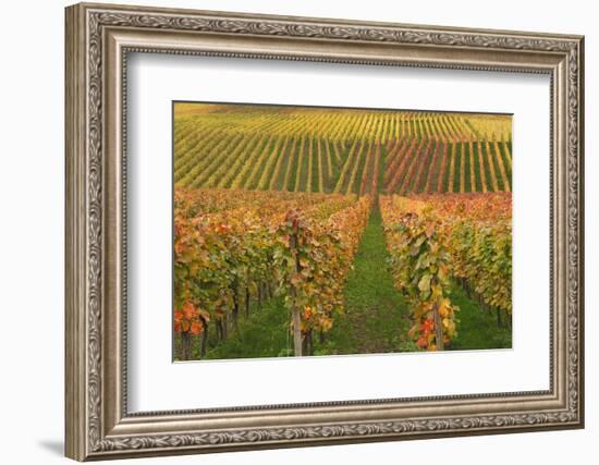 Vineyard, Vines, Autumn, Vines, Leaves-Herbert Kehrer-Framed Photographic Print