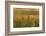 Vineyard, Vines, Autumn, Vines, Leaves-Herbert Kehrer-Framed Photographic Print