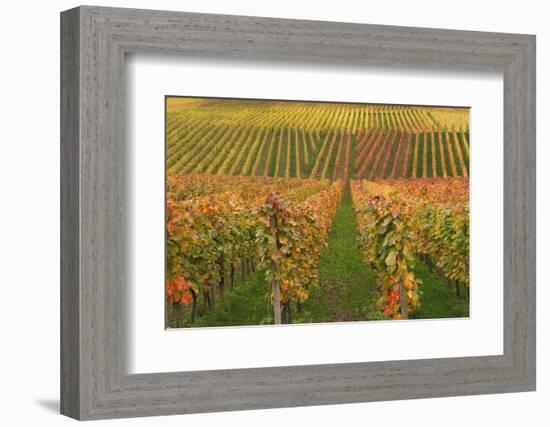 Vineyard, Vines, Autumn, Vines, Leaves-Herbert Kehrer-Framed Photographic Print