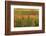 Vineyard, Vines, Autumn, Vines, Leaves-Herbert Kehrer-Framed Photographic Print