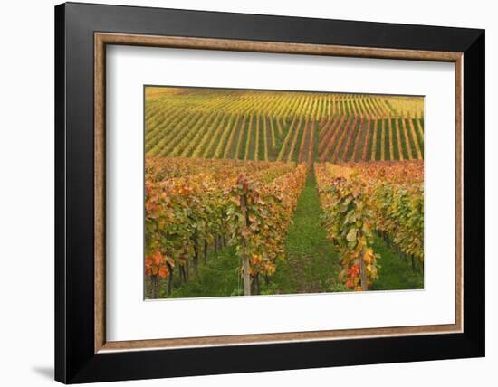 Vineyard, Vines, Autumn, Vines, Leaves-Herbert Kehrer-Framed Photographic Print