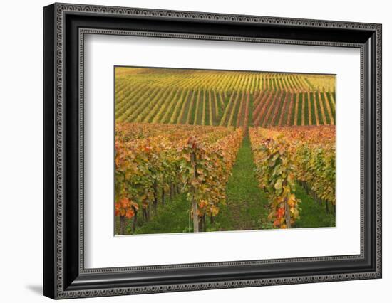 Vineyard, Vines, Autumn, Vines, Leaves-Herbert Kehrer-Framed Photographic Print