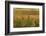 Vineyard, Vines, Autumn, Vines, Leaves-Herbert Kehrer-Framed Photographic Print