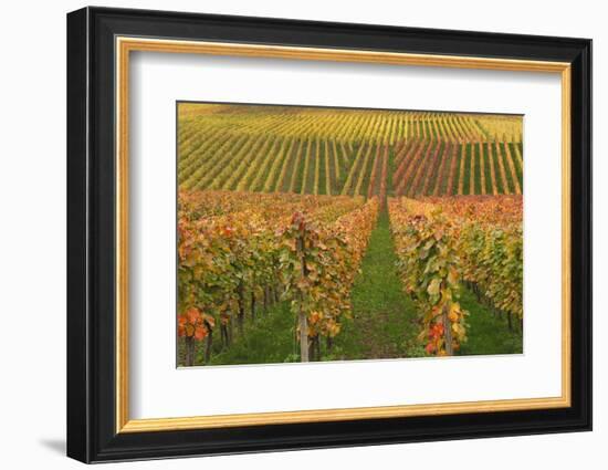 Vineyard, Vines, Autumn, Vines, Leaves-Herbert Kehrer-Framed Photographic Print