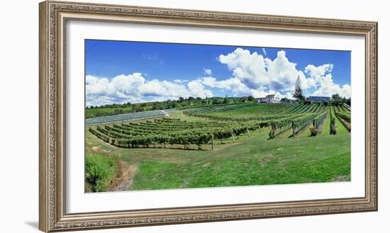 Vineyard, Whangarei, Northland, New Zealand-Panoramic Images-Framed Photographic Print