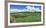 Vineyard, Whangarei, Northland, New Zealand-Panoramic Images-Framed Photographic Print