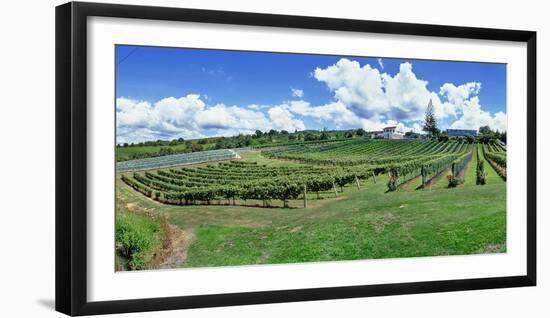 Vineyard, Whangarei, Northland, New Zealand-Panoramic Images-Framed Photographic Print