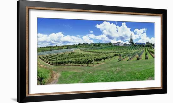 Vineyard, Whangarei, Northland, New Zealand-Panoramic Images-Framed Photographic Print