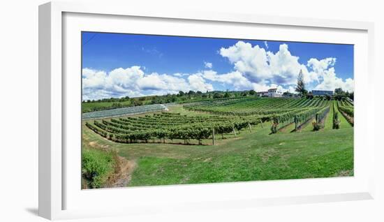 Vineyard, Whangarei, Northland, New Zealand-Panoramic Images-Framed Photographic Print