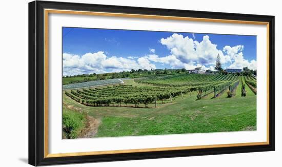 Vineyard, Whangarei, Northland, New Zealand-Panoramic Images-Framed Photographic Print