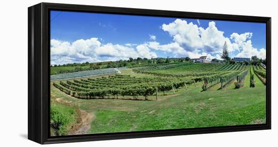 Vineyard, Whangarei, Northland, New Zealand-Panoramic Images-Framed Premier Image Canvas