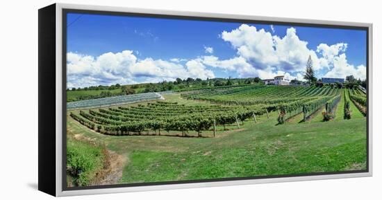 Vineyard, Whangarei, Northland, New Zealand-Panoramic Images-Framed Premier Image Canvas