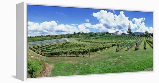 Vineyard, Whangarei, Northland, New Zealand-Panoramic Images-Framed Premier Image Canvas