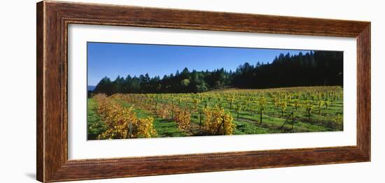 Vineyard, Wine Country, Sonoma Valley, California, USA-Panoramic Images-Framed Photographic Print