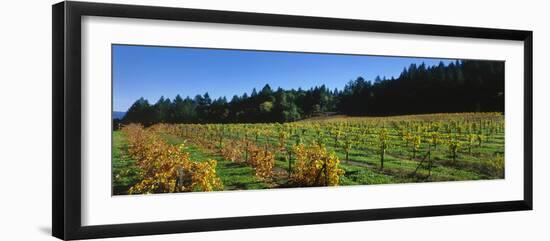 Vineyard, Wine Country, Sonoma Valley, California, USA-Panoramic Images-Framed Photographic Print