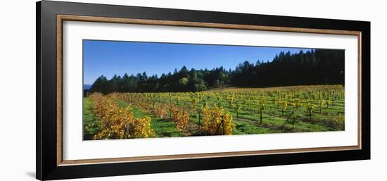 Vineyard, Wine Country, Sonoma Valley, California, USA-Panoramic Images-Framed Photographic Print