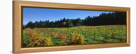 Vineyard, Wine Country, Sonoma Valley, California, USA-Panoramic Images-Framed Premier Image Canvas