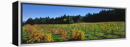 Vineyard, Wine Country, Sonoma Valley, California, USA-Panoramic Images-Framed Premier Image Canvas