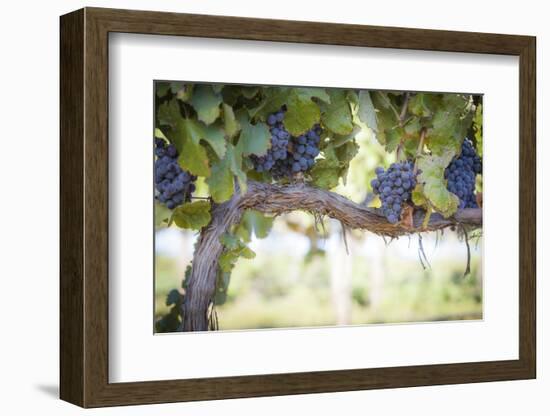 Vineyard with Lush, Ripe Wine Grapes on the Vine Ready for Harvest.-Andy Dean Photography-Framed Photographic Print