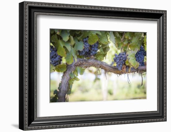 Vineyard with Lush, Ripe Wine Grapes on the Vine Ready for Harvest.-Andy Dean Photography-Framed Photographic Print