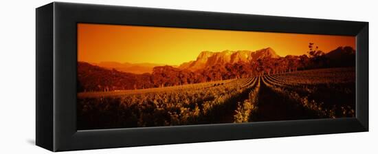 Vineyard with Mountains, Groot Drakenstein, Stellenbosch, Cape Winelands, South Africa-null-Framed Premier Image Canvas