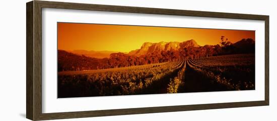 Vineyard with Mountains, Groot Drakenstein, Stellenbosch, Cape Winelands, South Africa-null-Framed Photographic Print