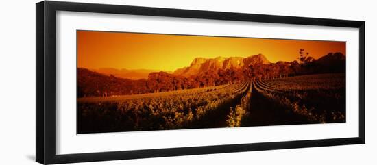 Vineyard with Mountains, Groot Drakenstein, Stellenbosch, Cape Winelands, South Africa-null-Framed Photographic Print