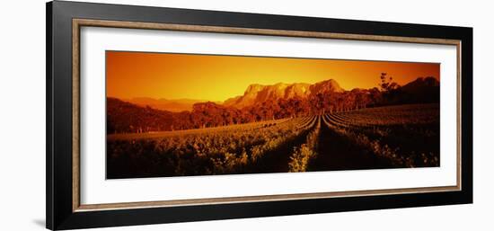 Vineyard with Mountains, Groot Drakenstein, Stellenbosch, Cape Winelands, South Africa-null-Framed Photographic Print