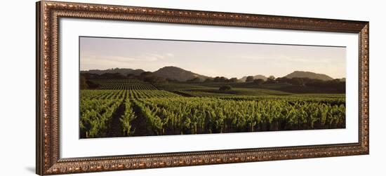 Vineyard with Mountains in the Background, Alexander Valley, Sonoma County, California, USA-null-Framed Photographic Print