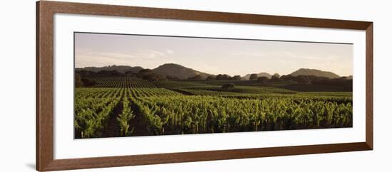 Vineyard with Mountains in the Background, Alexander Valley, Sonoma County, California, USA-null-Framed Photographic Print