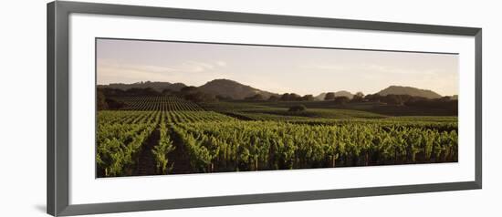 Vineyard with Mountains in the Background, Alexander Valley, Sonoma County, California, USA-null-Framed Photographic Print