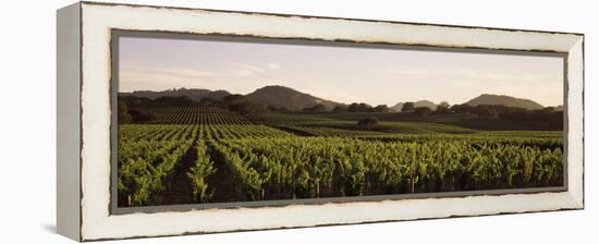 Vineyard with Mountains in the Background, Alexander Valley, Sonoma County, California, USA-null-Framed Premier Image Canvas