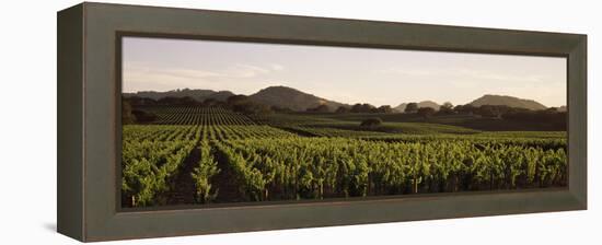 Vineyard with Mountains in the Background, Alexander Valley, Sonoma County, California, USA-null-Framed Premier Image Canvas