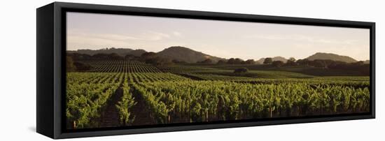 Vineyard with Mountains in the Background, Alexander Valley, Sonoma County, California, USA-null-Framed Premier Image Canvas