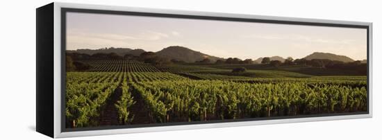 Vineyard with Mountains in the Background, Alexander Valley, Sonoma County, California, USA-null-Framed Premier Image Canvas