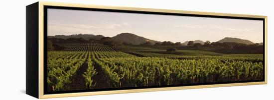 Vineyard with Mountains in the Background, Alexander Valley, Sonoma County, California, USA-null-Framed Premier Image Canvas