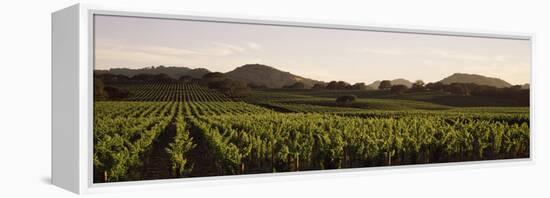 Vineyard with Mountains in the Background, Alexander Valley, Sonoma County, California, USA-null-Framed Premier Image Canvas