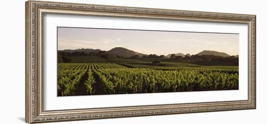 Vineyard with Mountains in the Background, Alexander Valley, Sonoma County, California, USA-null-Framed Photographic Print