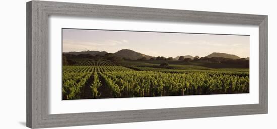 Vineyard with Mountains in the Background, Alexander Valley, Sonoma County, California, USA-null-Framed Photographic Print