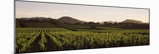 Vineyard with Mountains in the Background, Alexander Valley, Sonoma County, California, USA-null-Mounted Photographic Print