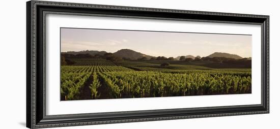 Vineyard with Mountains in the Background, Alexander Valley, Sonoma County, California, USA-null-Framed Photographic Print
