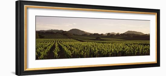 Vineyard with Mountains in the Background, Alexander Valley, Sonoma County, California, USA-null-Framed Photographic Print