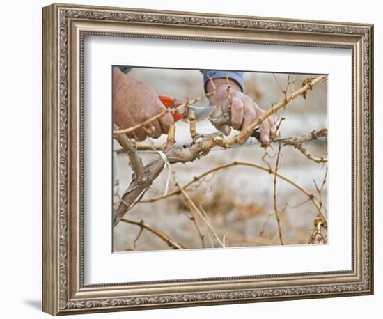 Vineyard Worker, Bodega Del Anelo Winery, Finca Roja, Anelo Region, Neuquen, Patagonia, Argentina-Per Karlsson-Framed Photographic Print