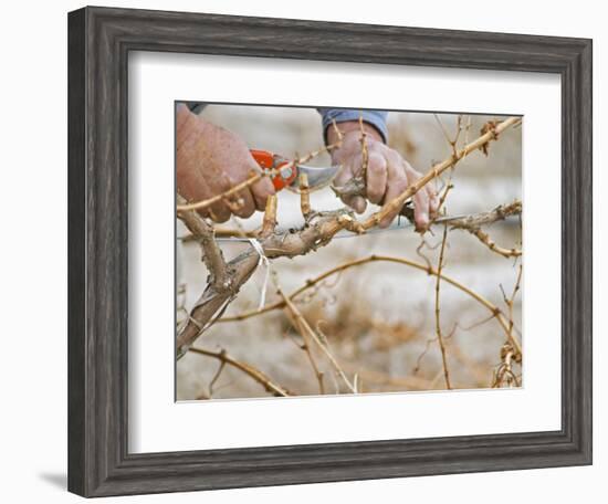 Vineyard Worker, Bodega Del Anelo Winery, Finca Roja, Anelo Region, Neuquen, Patagonia, Argentina-Per Karlsson-Framed Photographic Print