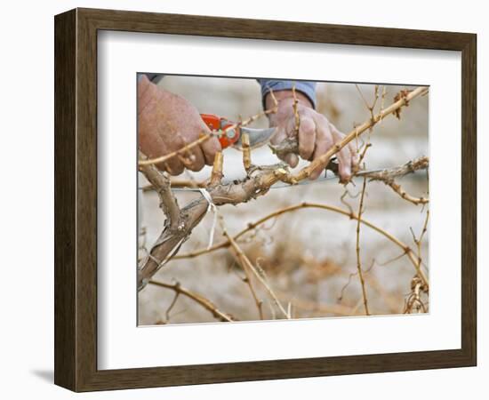 Vineyard Worker, Bodega Del Anelo Winery, Finca Roja, Anelo Region, Neuquen, Patagonia, Argentina-Per Karlsson-Framed Photographic Print