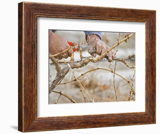 Vineyard Worker, Bodega Del Anelo Winery, Finca Roja, Anelo Region, Neuquen, Patagonia, Argentina-Per Karlsson-Framed Photographic Print