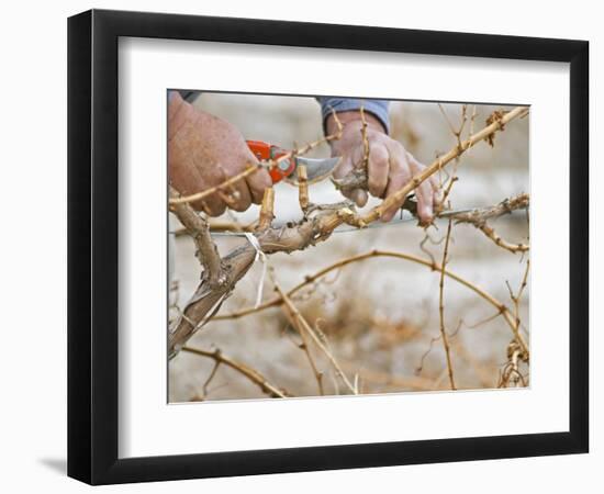 Vineyard Worker, Bodega Del Anelo Winery, Finca Roja, Anelo Region, Neuquen, Patagonia, Argentina-Per Karlsson-Framed Photographic Print