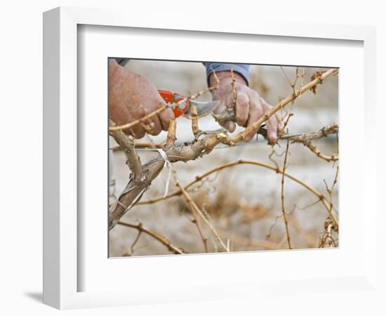 Vineyard Worker, Bodega Del Anelo Winery, Finca Roja, Anelo Region, Neuquen, Patagonia, Argentina-Per Karlsson-Framed Photographic Print