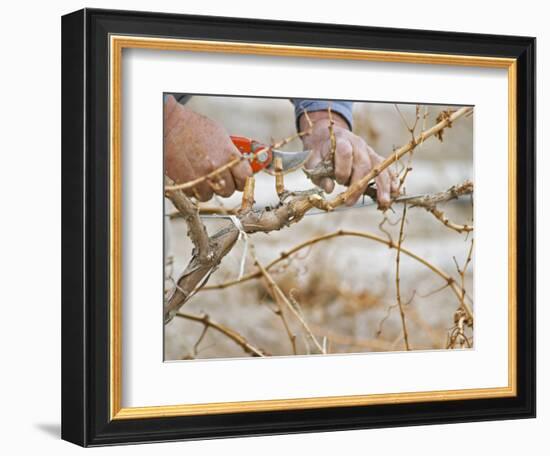 Vineyard Worker, Bodega Del Anelo Winery, Finca Roja, Anelo Region, Neuquen, Patagonia, Argentina-Per Karlsson-Framed Photographic Print