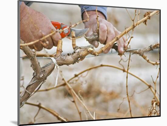 Vineyard Worker, Bodega Del Anelo Winery, Finca Roja, Anelo Region, Neuquen, Patagonia, Argentina-Per Karlsson-Mounted Photographic Print